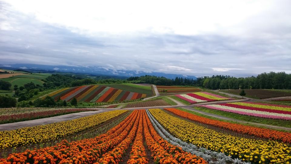 旅型攻略 日本北海道 遍山滿谷的璀璨花田 富良野兩日快閃