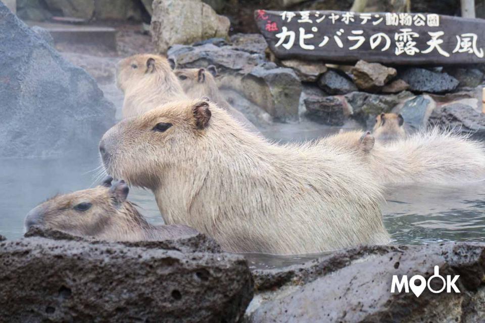 旅型攻略 日本靜岡 伊豆半島 熱海